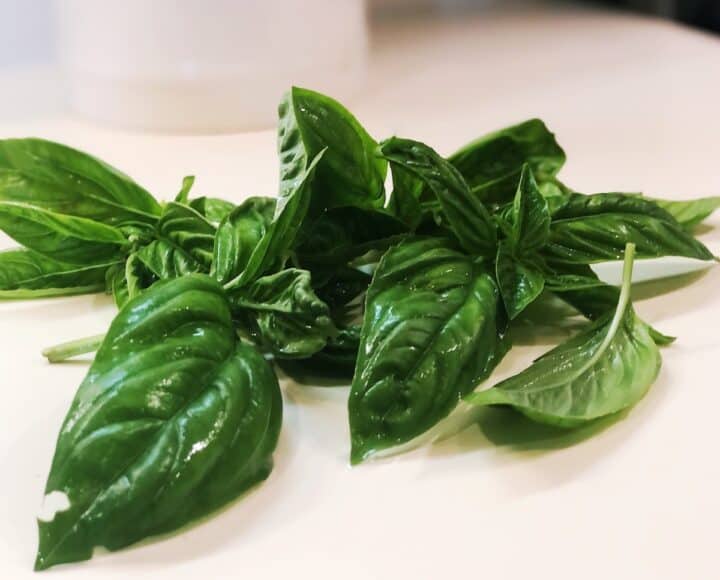 Fresh basil leaves on a white counter.